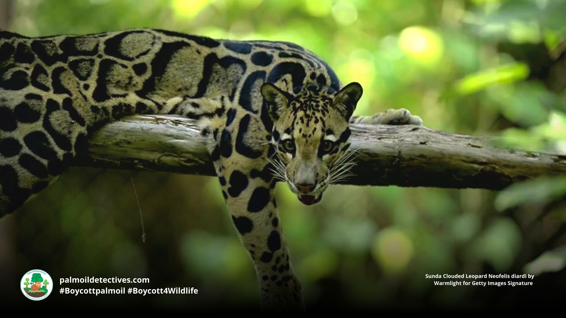Sunda Clouded Leopard Neofelis diardi 