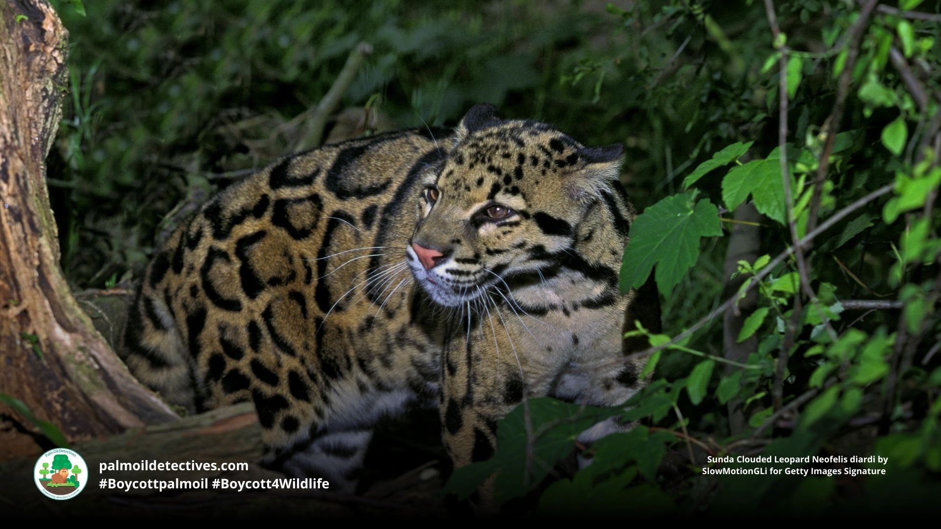 Sunda Clouded Leopard Neofelis diardi 