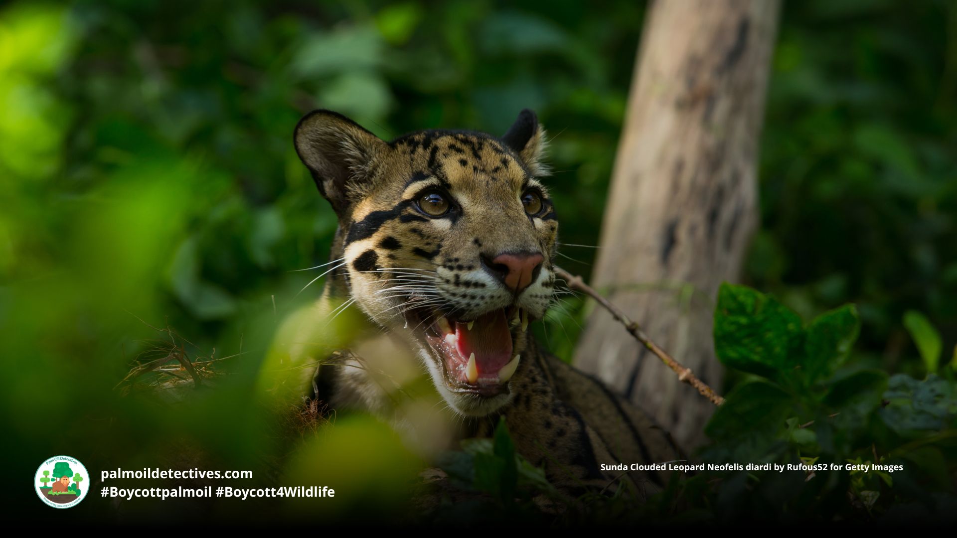 Sunda Clouded Leopard Neofelis diardi 