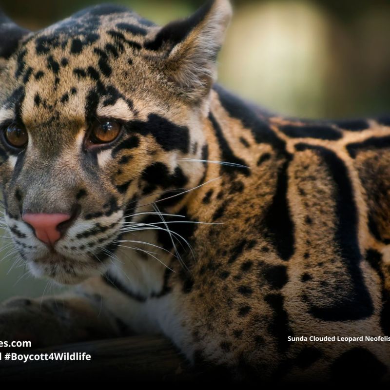 Sunda Clouded Leopard Neofelis diardi 