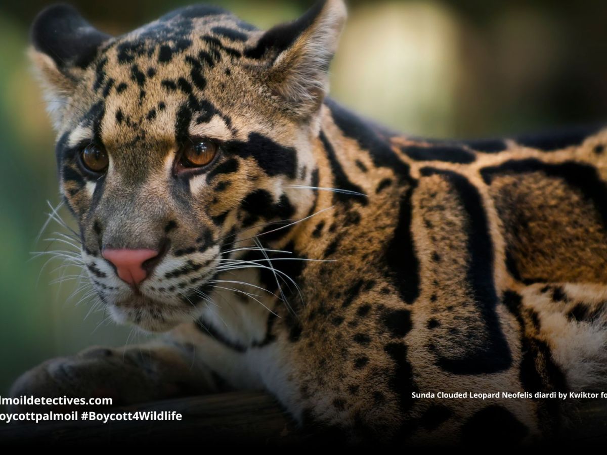 Sunda Clouded Leopard Neofelis diardi 