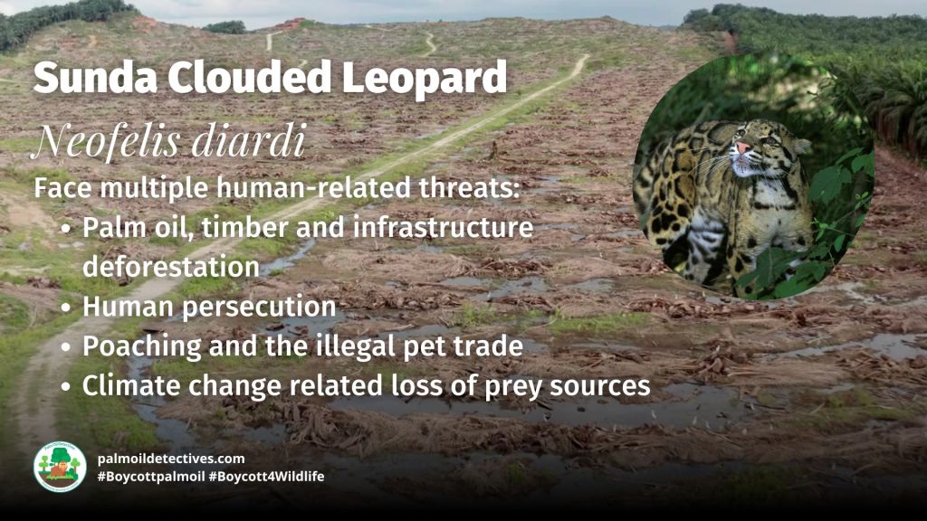 Sunda Clouded Leopard Neofelis diardi  threats
