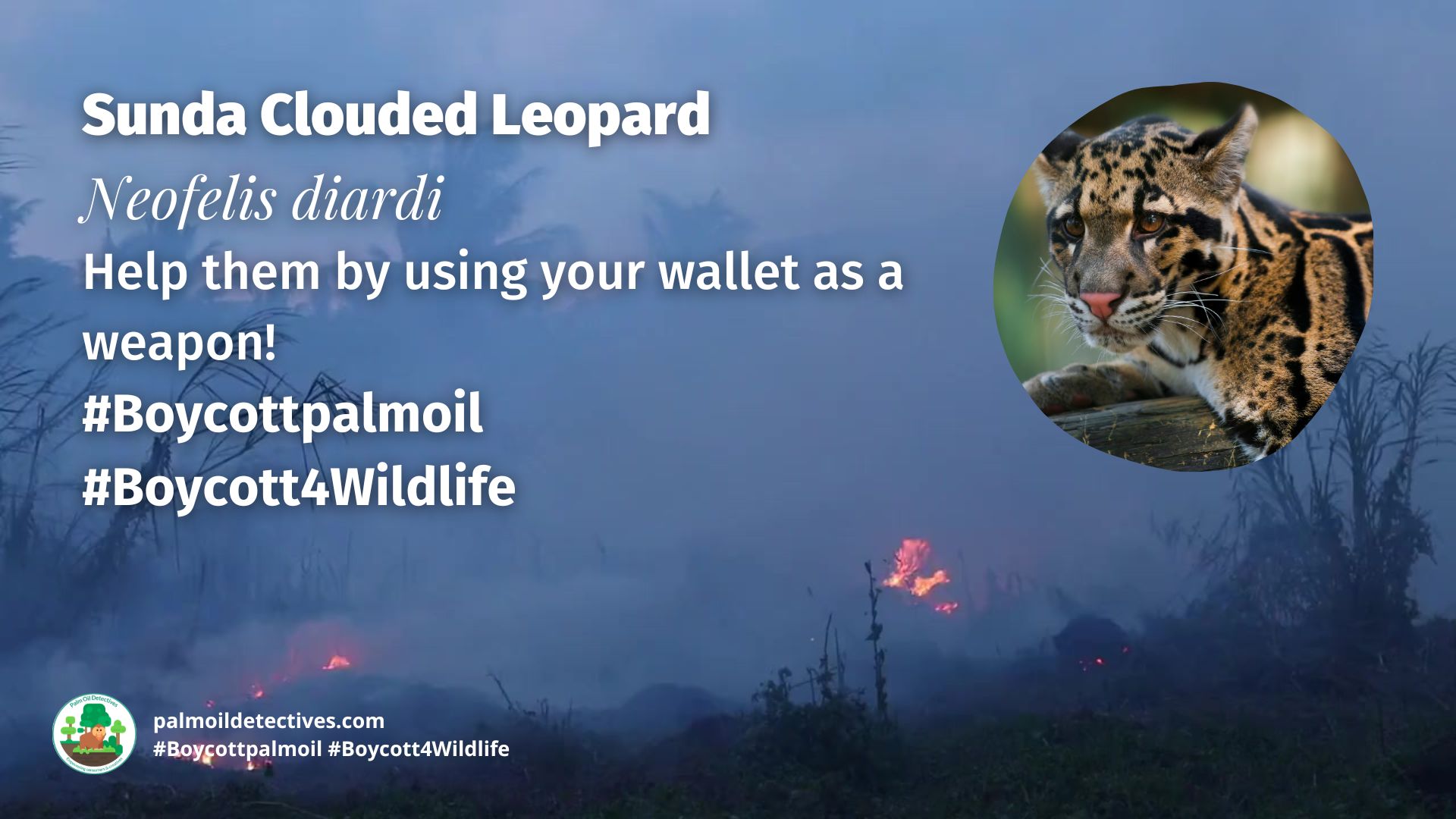 Sunda Clouded Leopard Neofelis diardi boycott