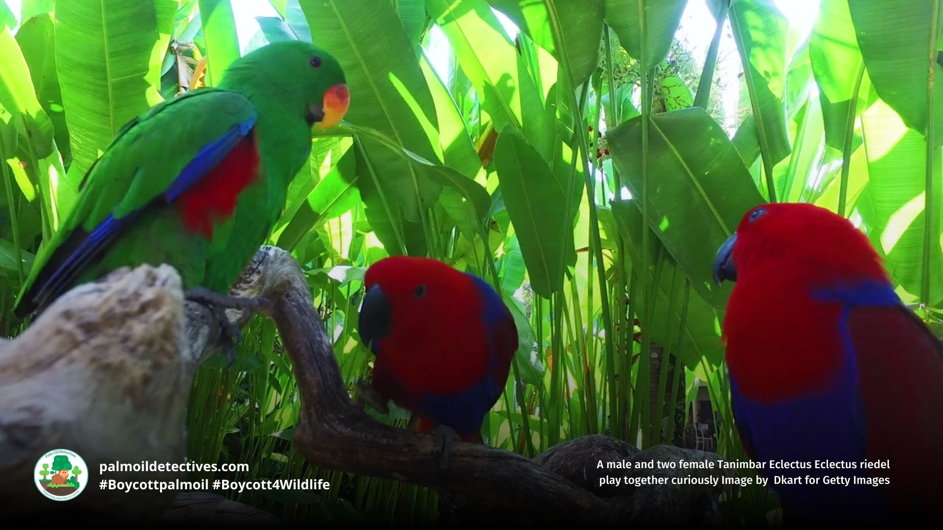 One male and two female Tanimbar Eclectus Parrots in a rainforest
