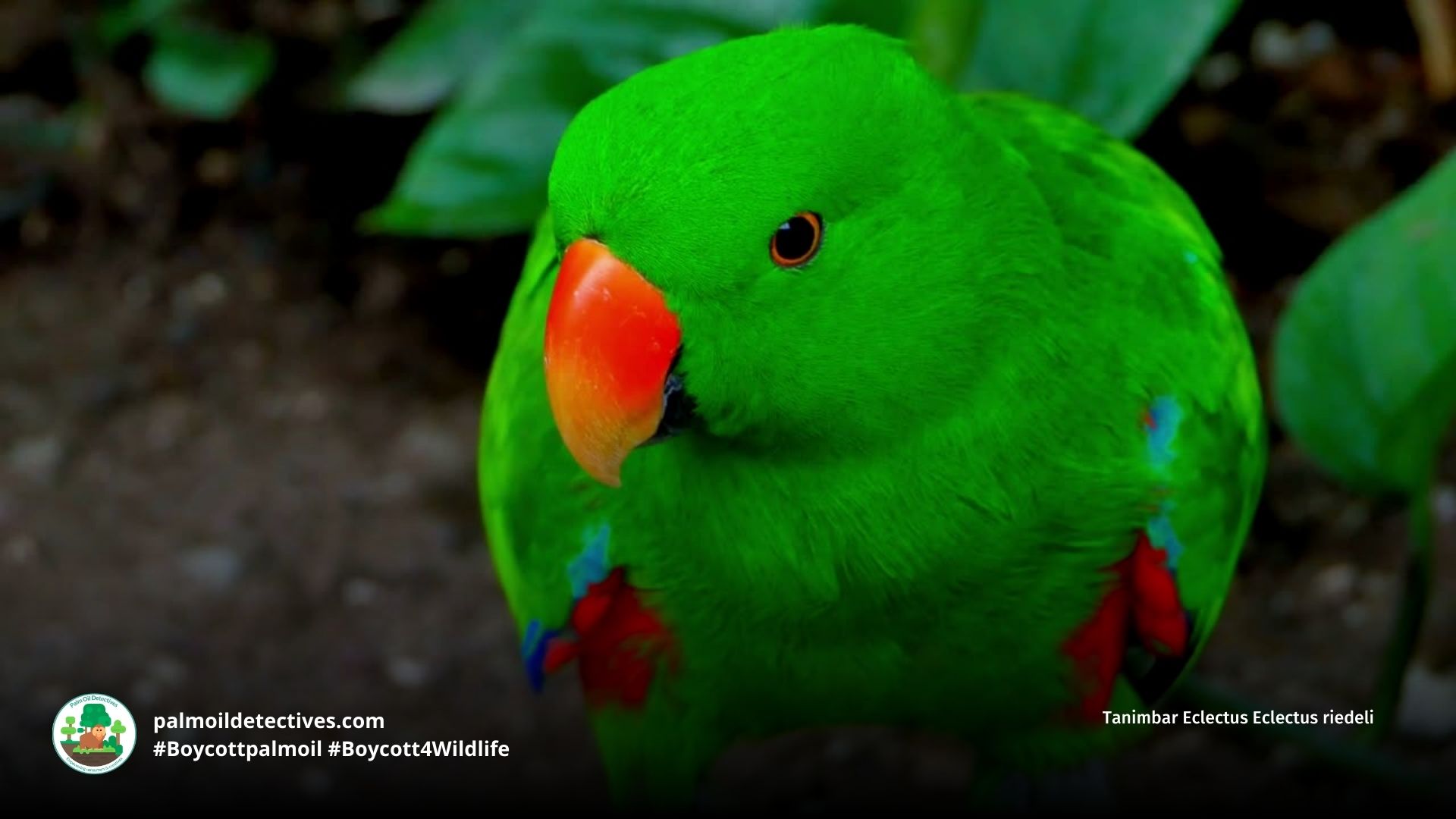 Male close up Tanimbar Eclectus Parrot