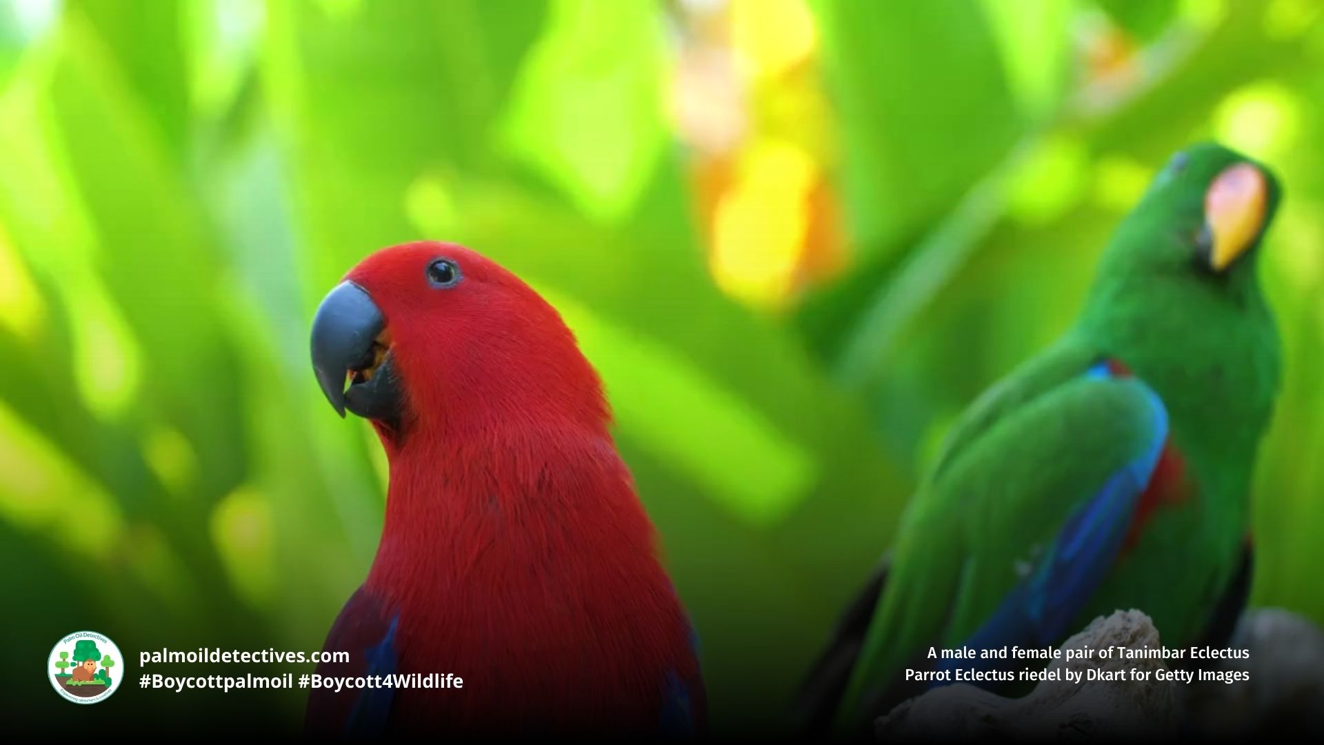 Male and female Tanimbar Eclectus Eclectus riedeli in a jungle