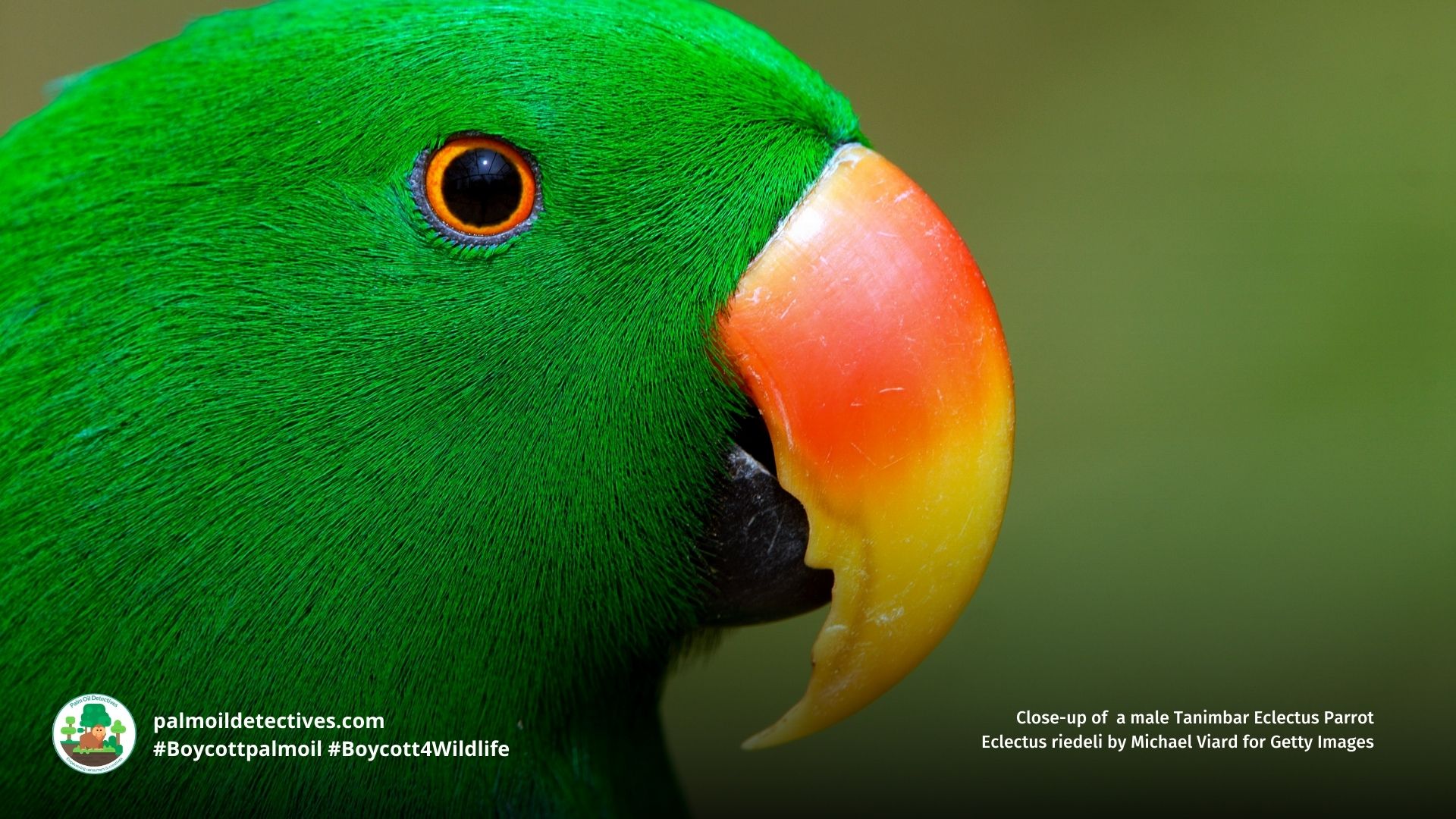 Male close up Tanimbar Eclectus Parrot