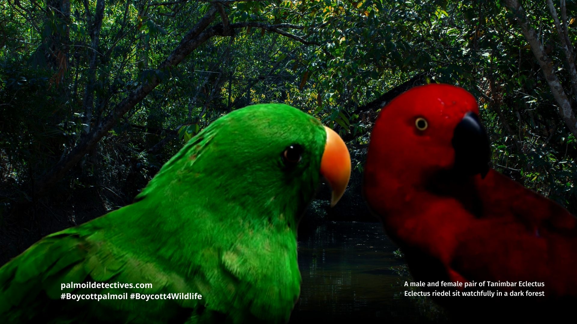 Male and female Tanimbar Eclectus Parrots Eclectus riedeli in a jungle at night