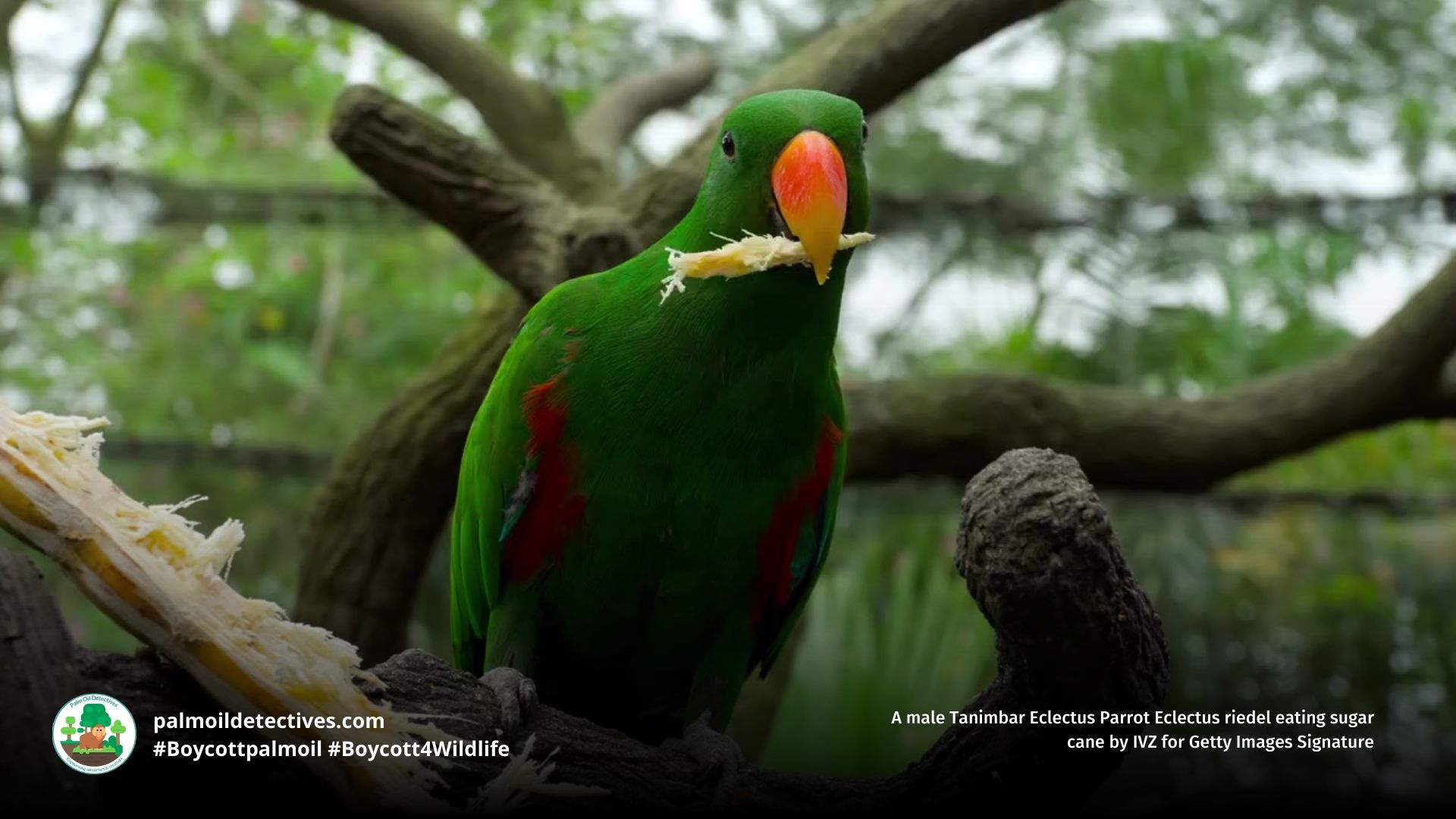 MaleTanimbar Eclectus Eclectus parrot eating sugarcane