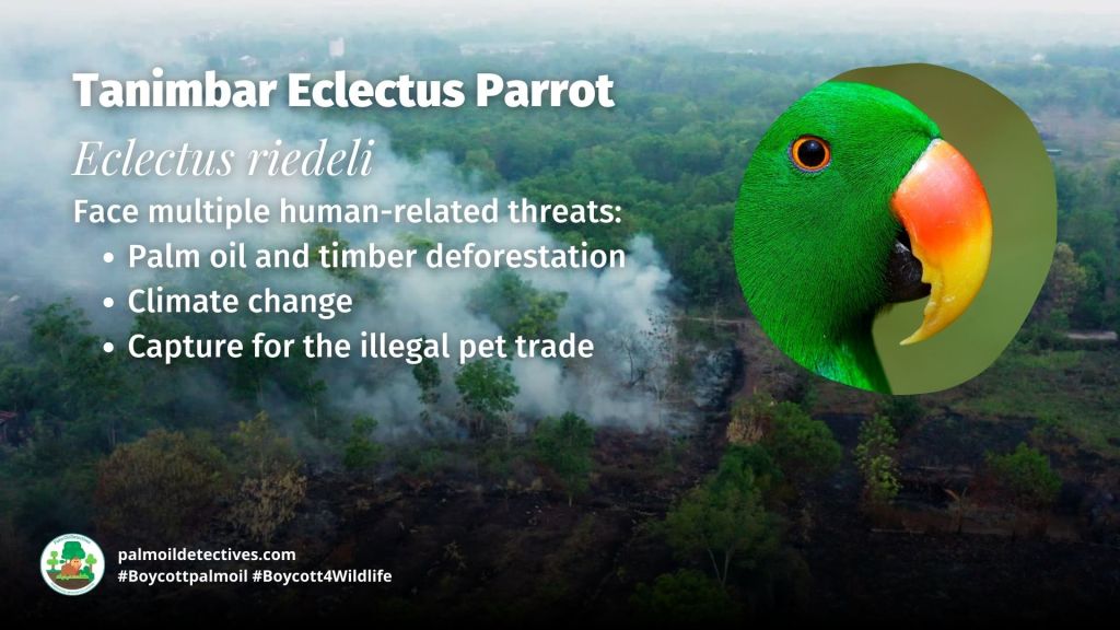 Threats to the Tanimbar Eclectus Parrot