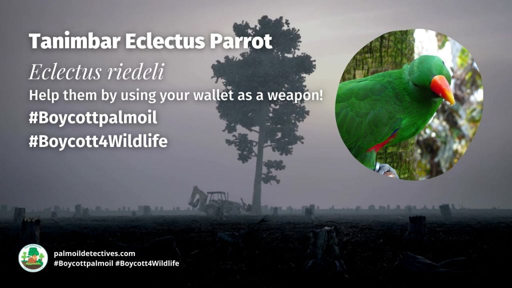 Tanimbar Eclectus Parrot boycott for wildlife #BoycottPalmOil