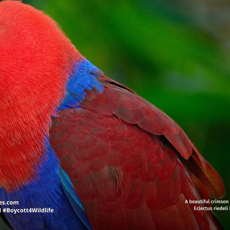 Tanimbar Eclectus Parrot Eclectus&nbsp;riedeli