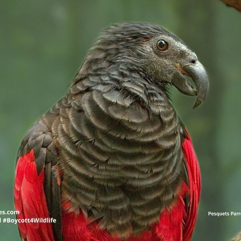 Pesquets Parrot Psittrichas&nbsp;fulgidus