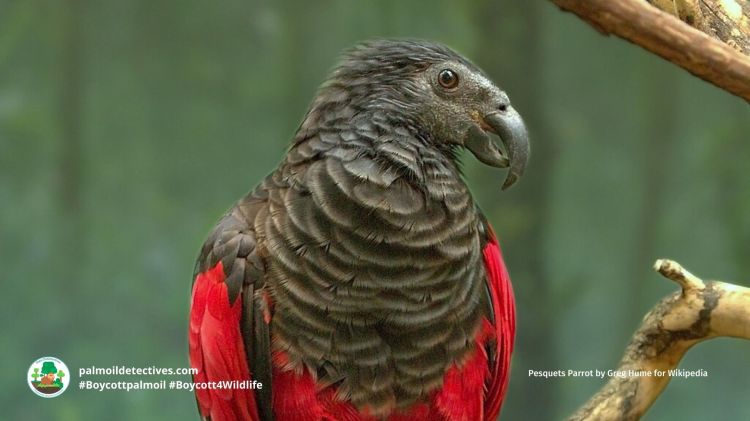 Pesquets Parrot Psittrichas&nbsp;fulgidus