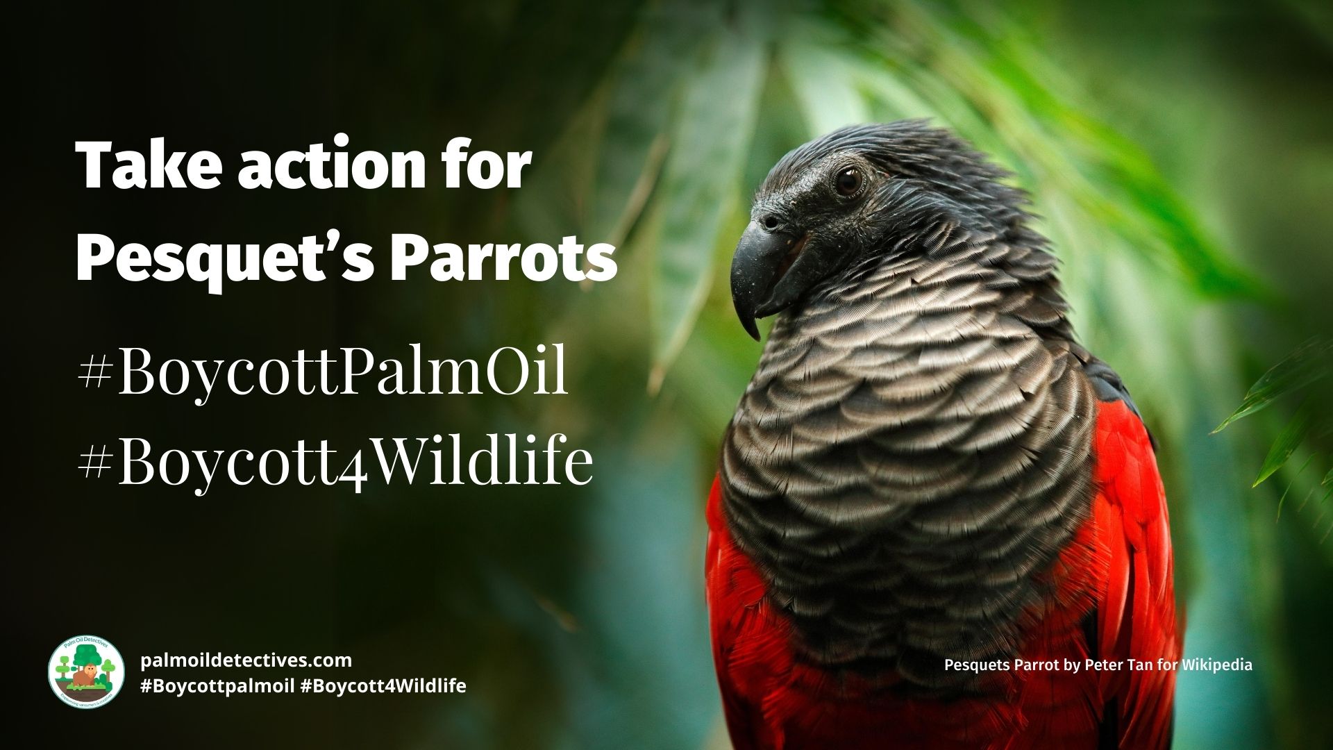 Pesquets Parrot Psittrichas fulgidus