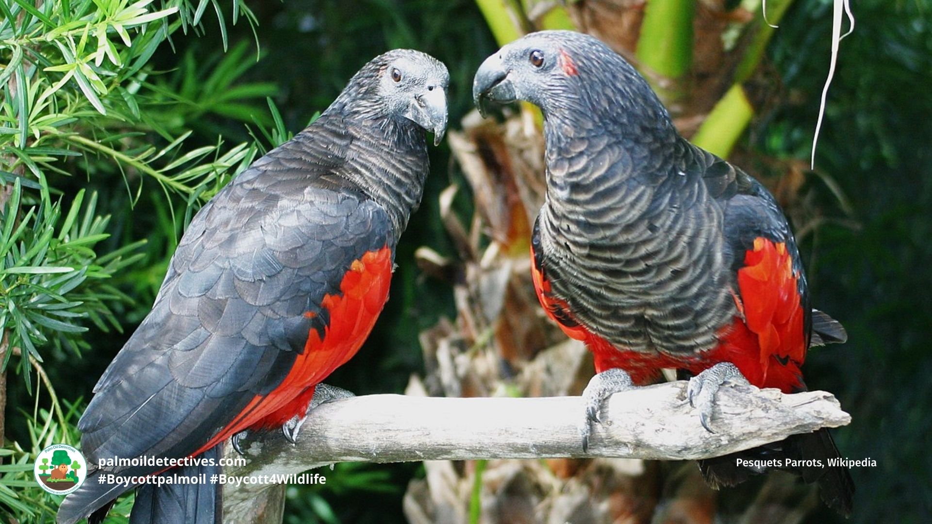 Pesquets Parrot Psittrichas fulgidus