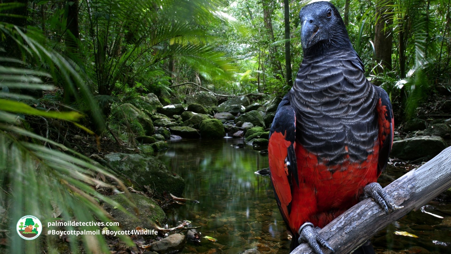 Pesquets Parrot Psittrichas fulgidus