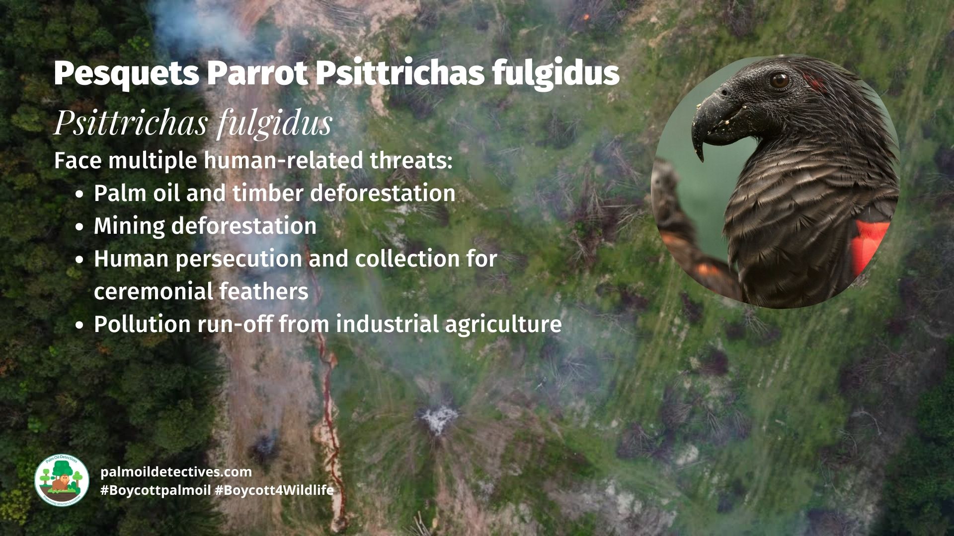 Pesquets Parrot Psittrichas fulgidus