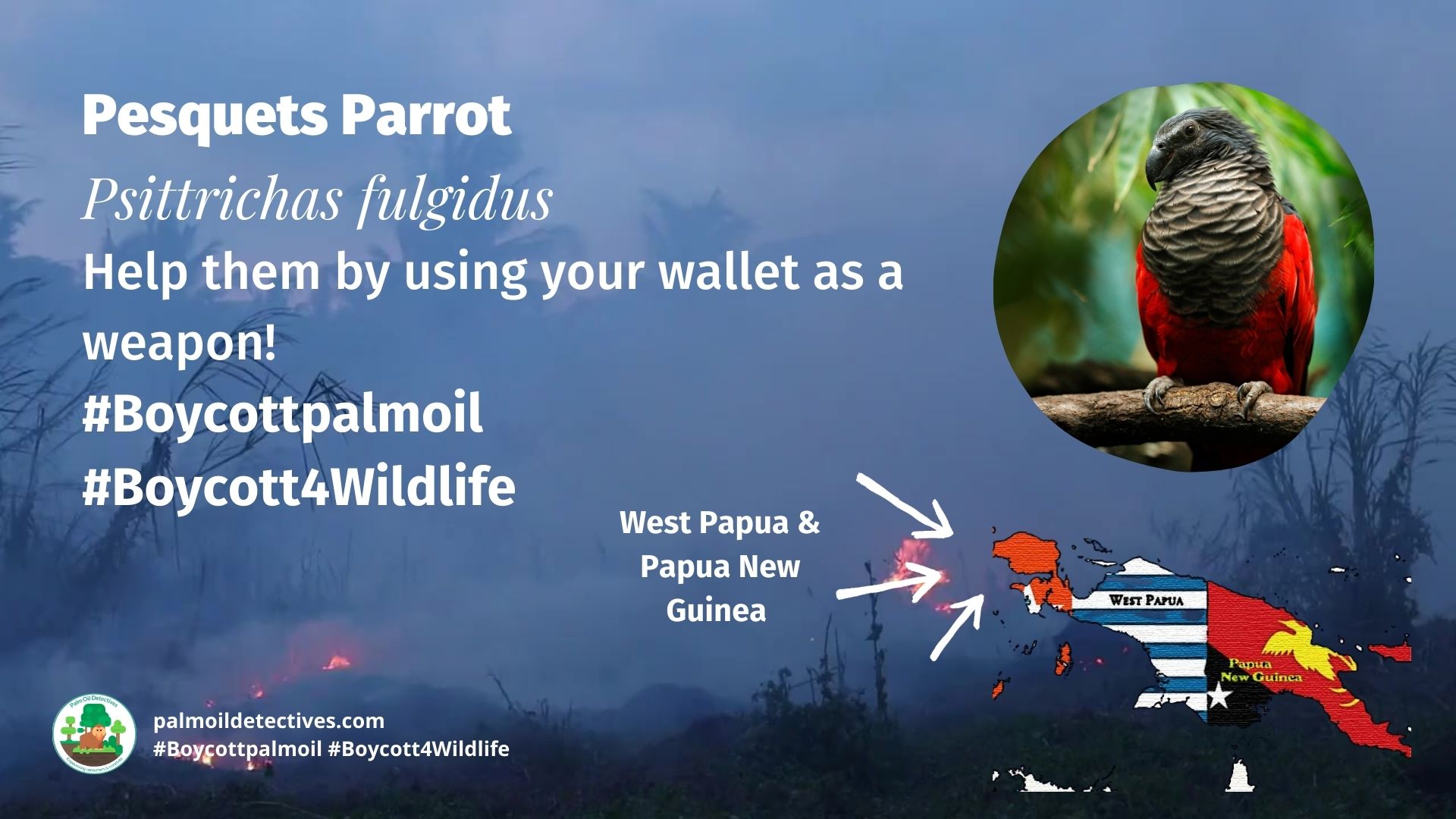 Pesquets Parrot Psittrichas fulgidus