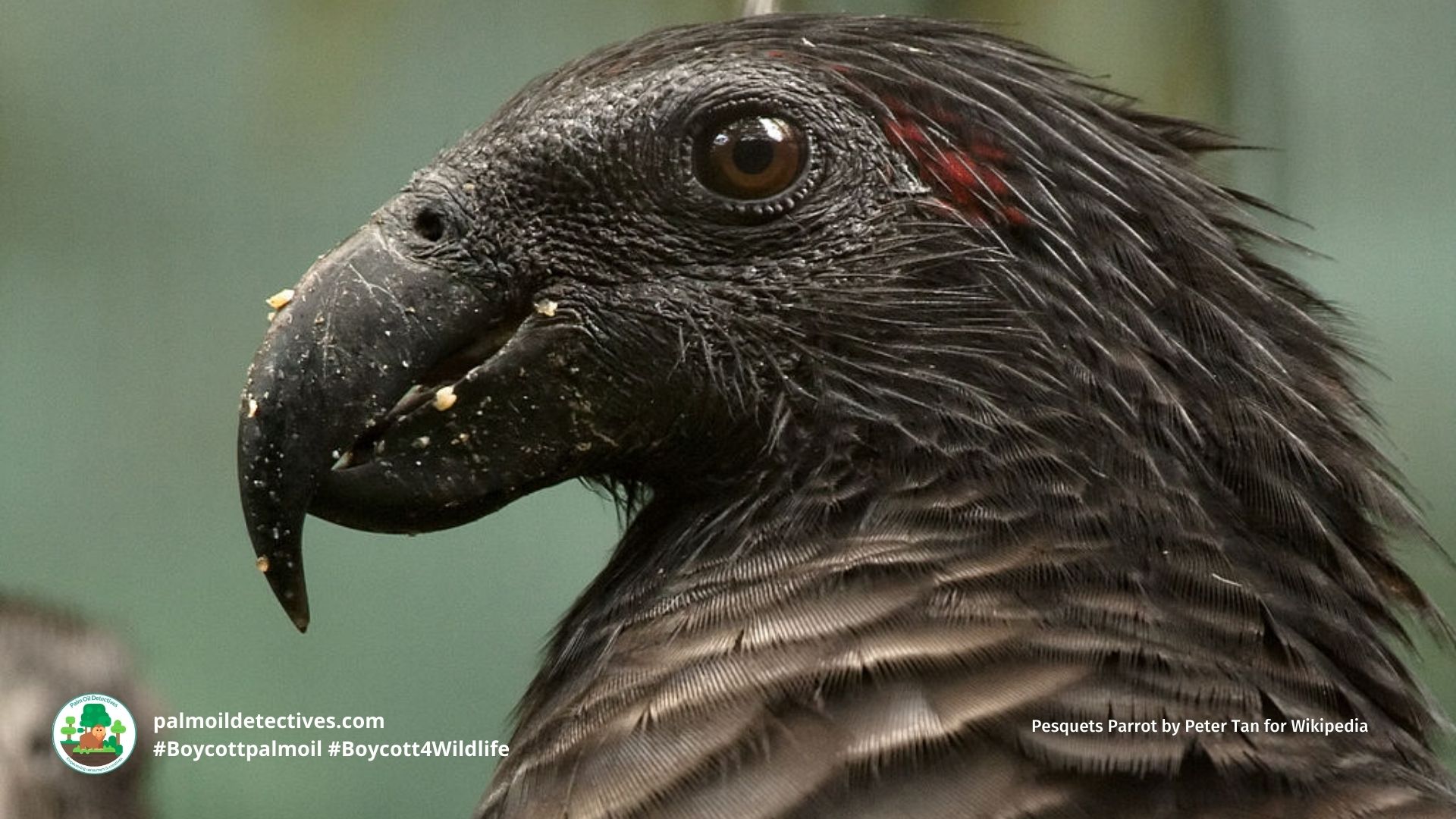 Pesquets Parrot Psittrichas fulgidus