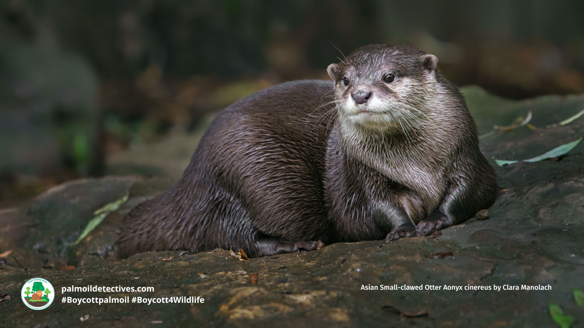 Asian Small-clawed Otter Aonyx cinereus by Clara Manolach
