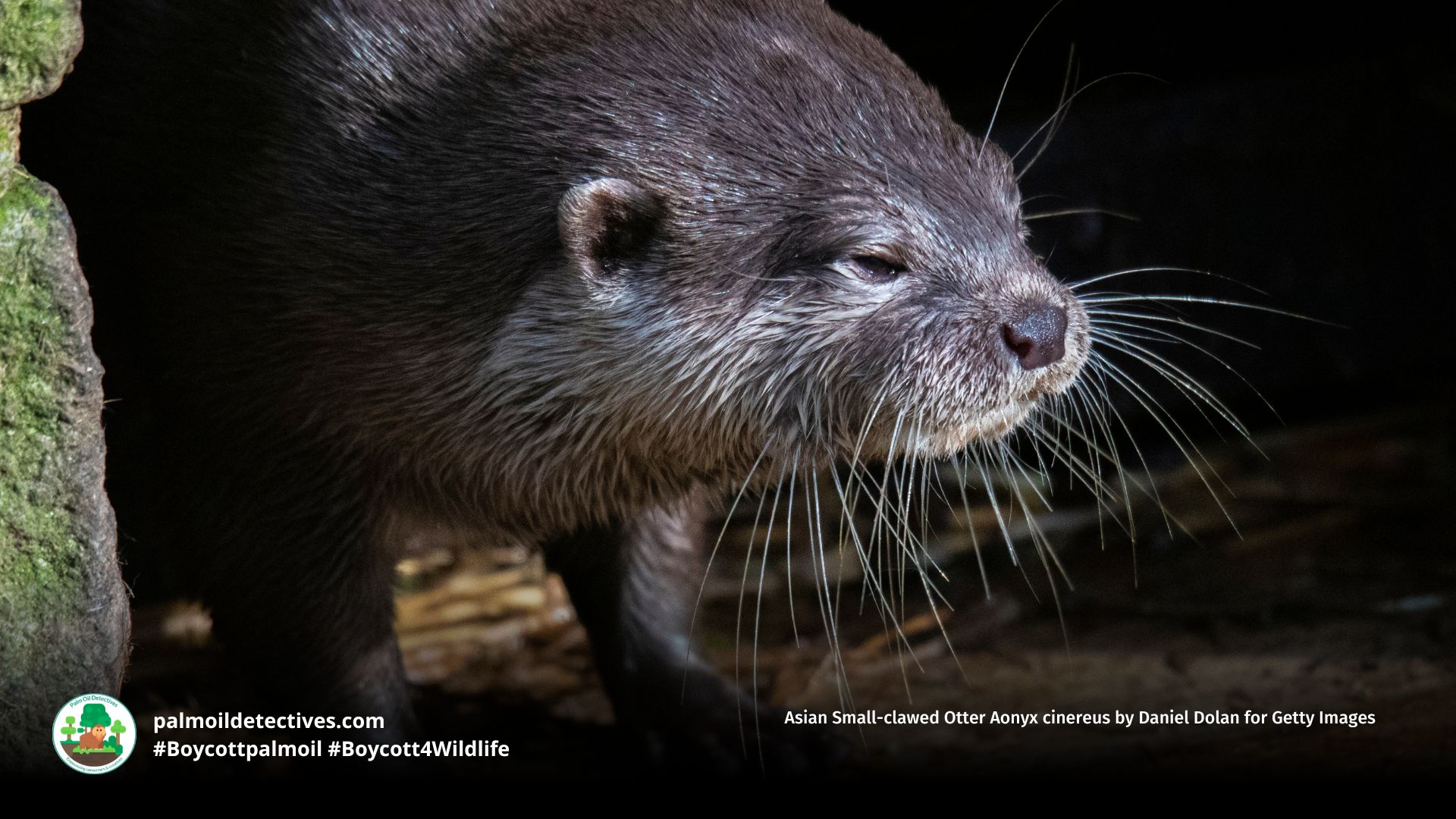 Asian Small-clawed Otter Aonyx cinereus by Daniel Dolan for Getty Images (2)