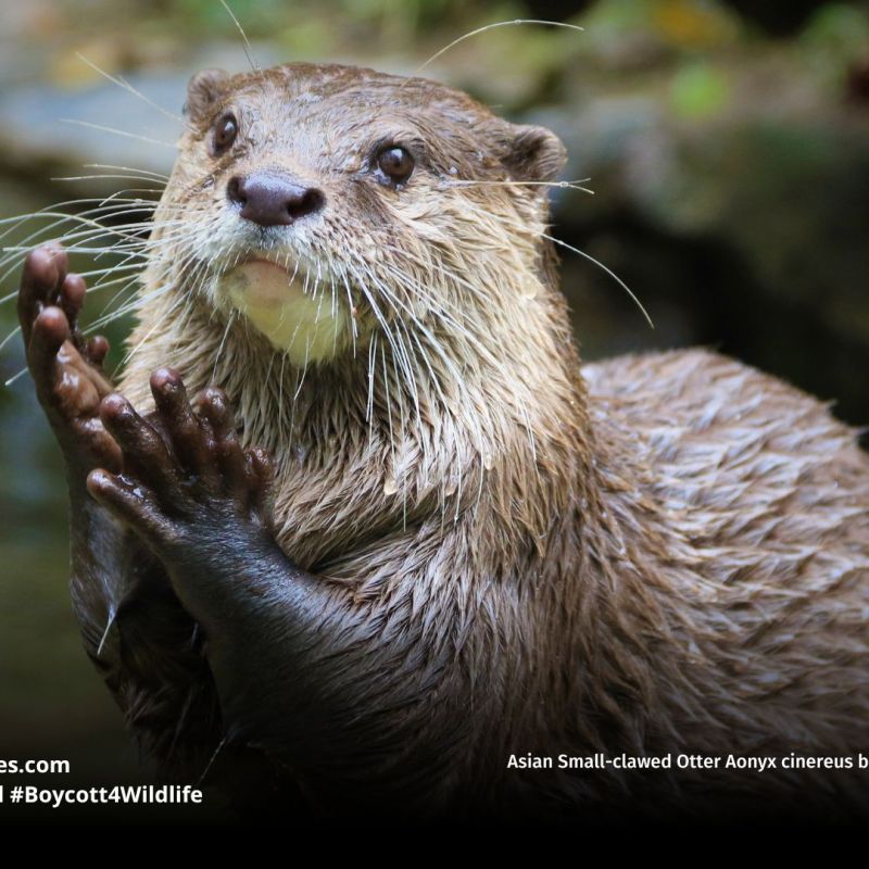 Asian Small-clawed Otter Aonyx&nbsp;cinereus