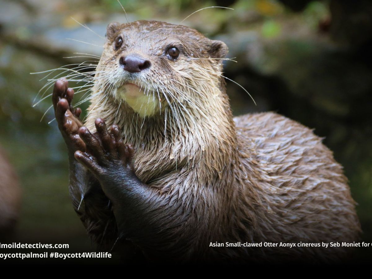 Asian Small-clawed Otter Aonyx&nbsp;cinereus