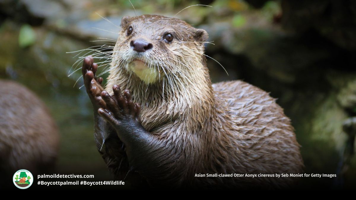 Asian Small-clawed Otter Aonyx&nbsp;cinereus