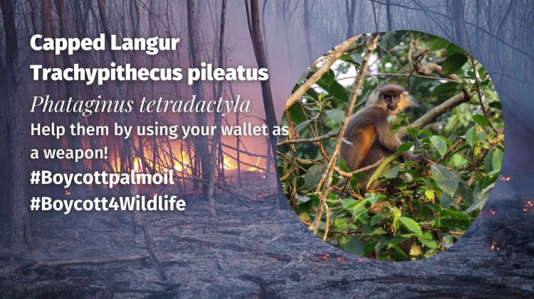 Capped Langur Trachypithecus pileatus boycott