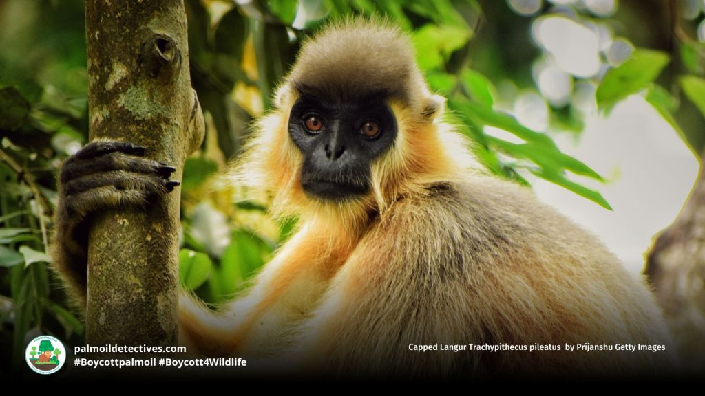Capped Langur Trachypithecus pileatus by Prijanshu Getty Images