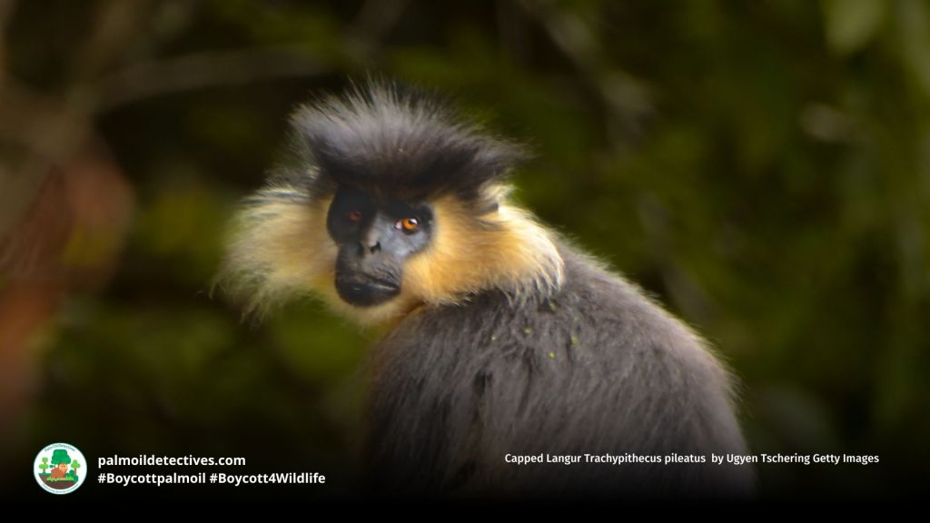 Capped Langur Trachypithecus pileatus by Ugyen Tschering Getty Images