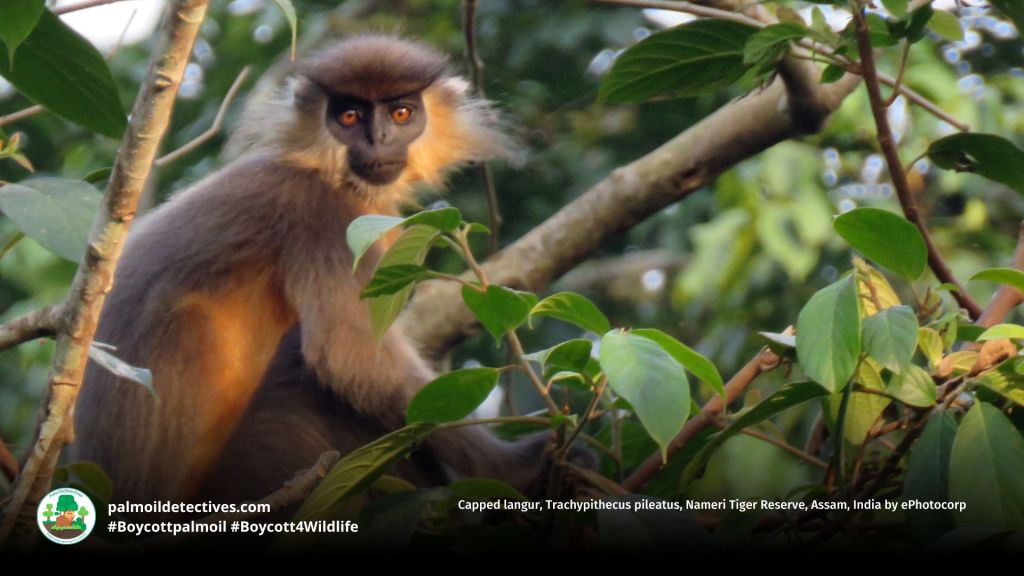 Capped langur, Trachypithecus pileatus, Nameri Tiger Reserve, Assam, India by ePhotocorp (2)