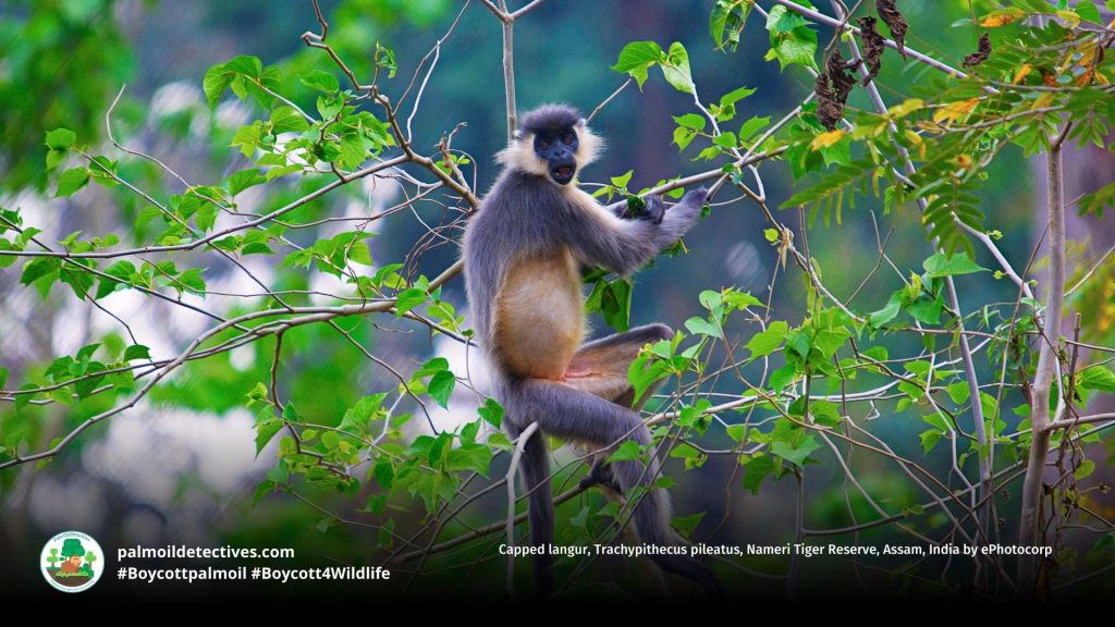 Capped langur, Trachypithecus pileatus, Nameri Tiger Reserve, Assam, India by ePhotocorp (3)