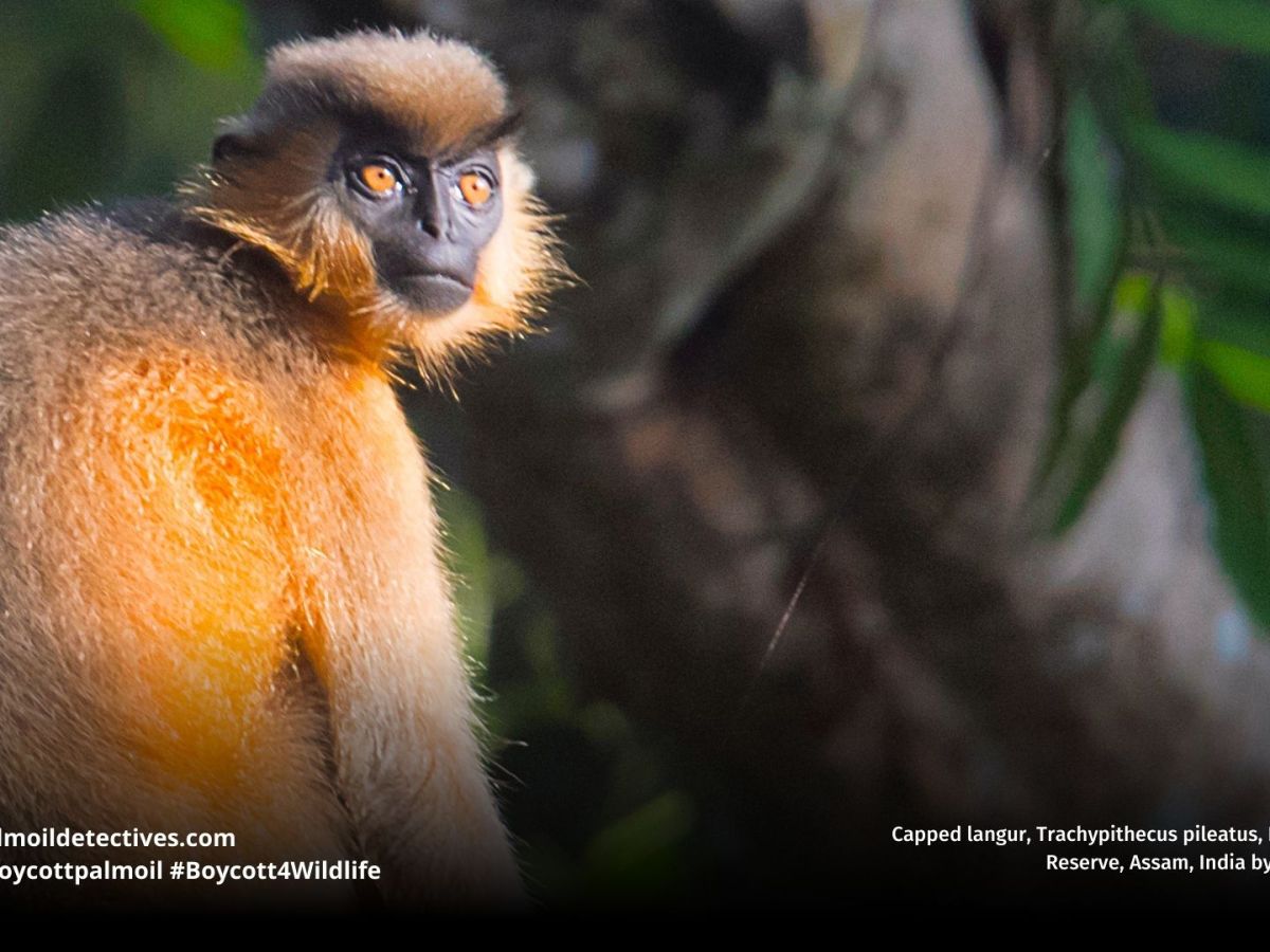 Capped Langur Trachypithecus pileatus