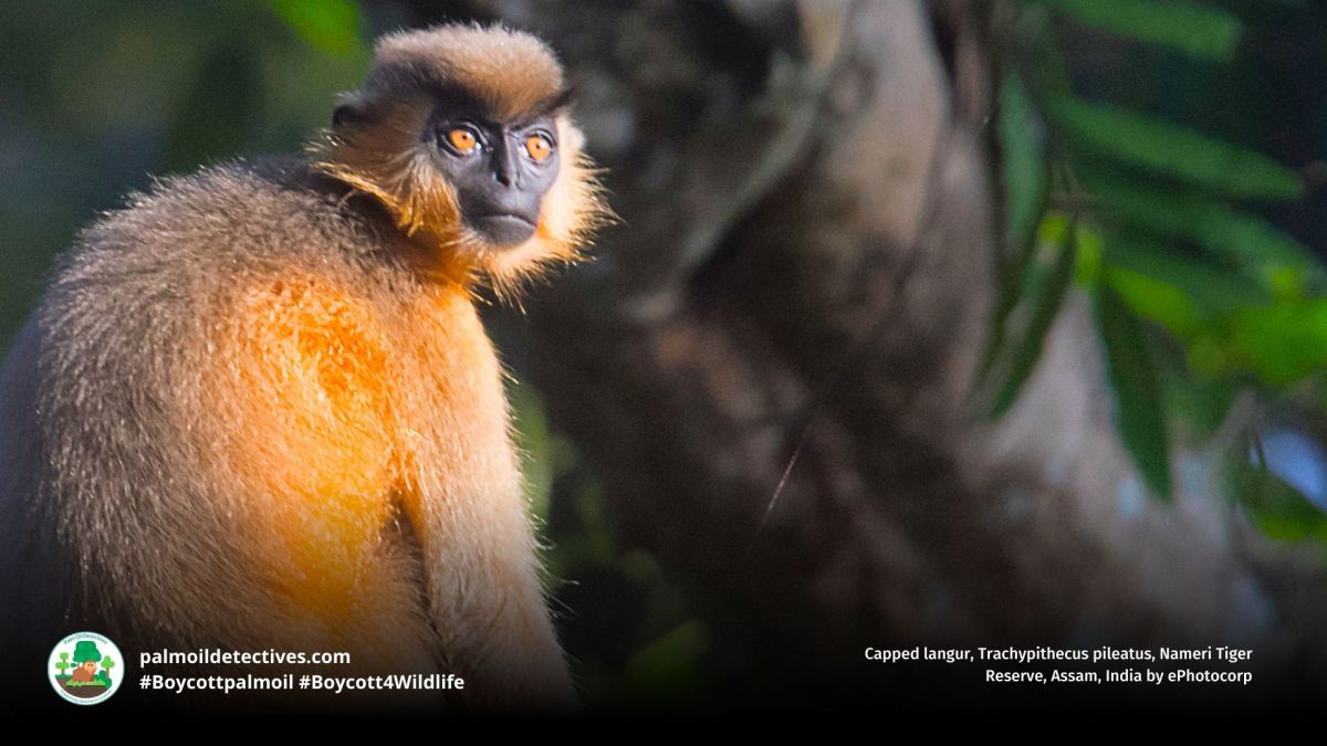 Capped Langur Trachypithecus pileatus