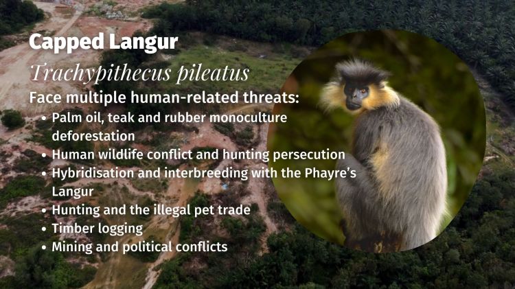 Capped Langur Trachypithecus pileatus threats