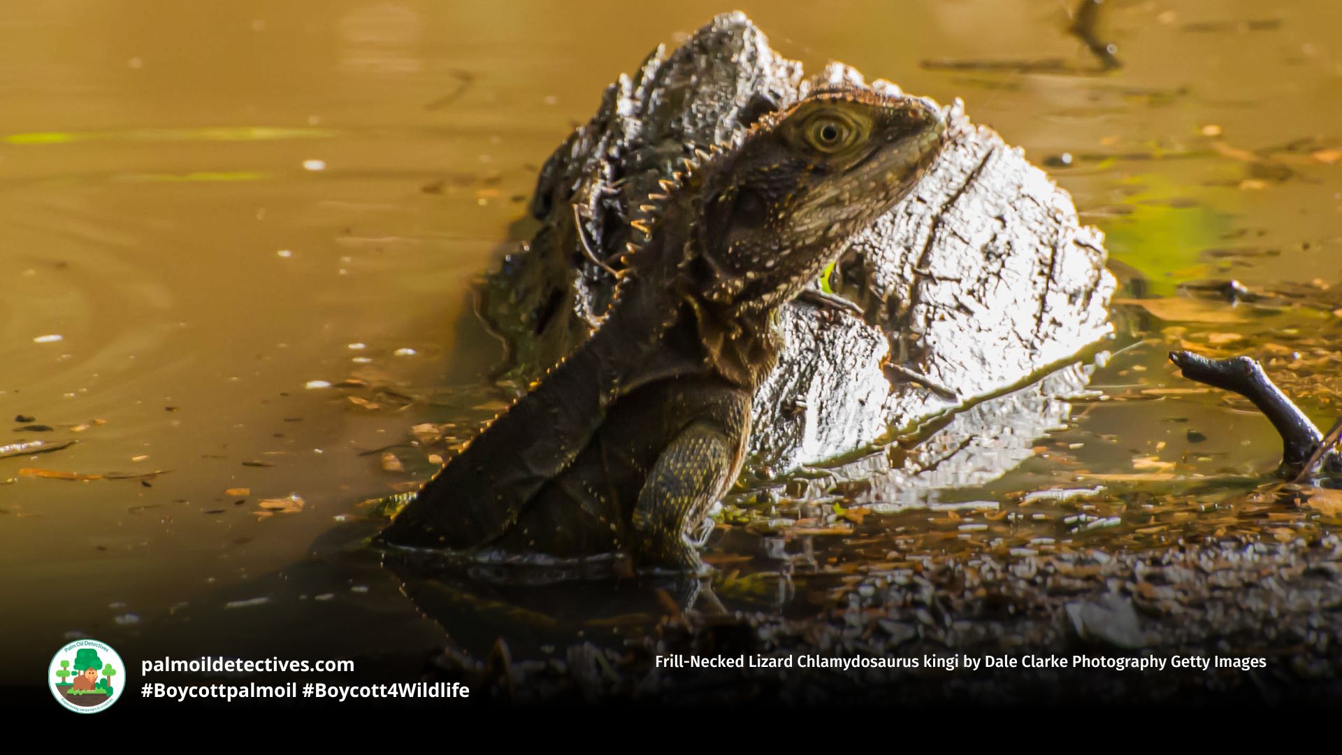 Frill-Necked Lizard Chlamydosaurus kingi by Dale Clarke Photography Getty Images