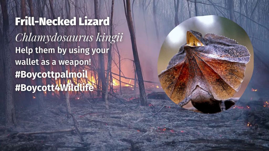 Frill-Necked Lizard Chlamydosaurus kingi threats