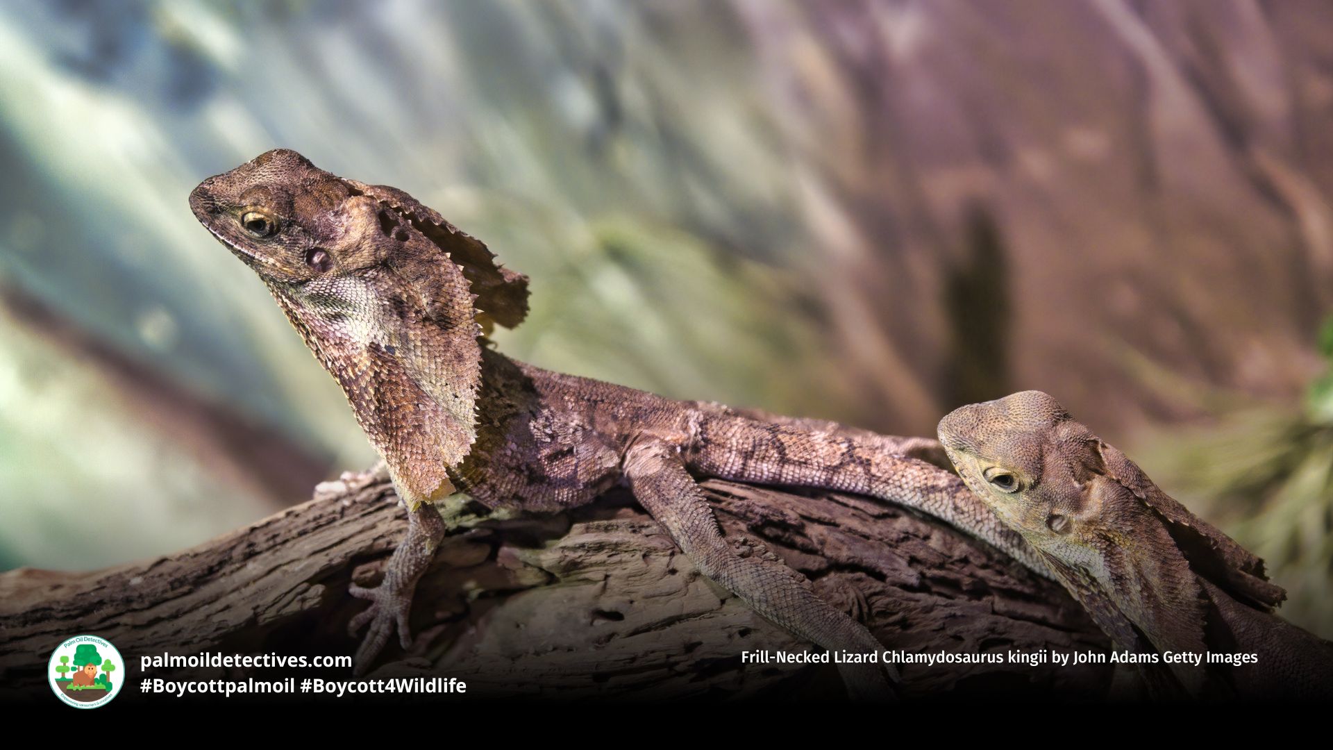 Frill-Necked Lizard Chlamydosaurus kingii by John Adams Getty Images