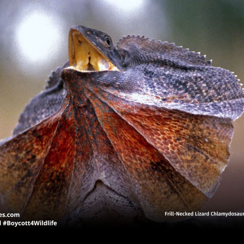 One-fifth of reptiles heading towards&nbsp;extinction