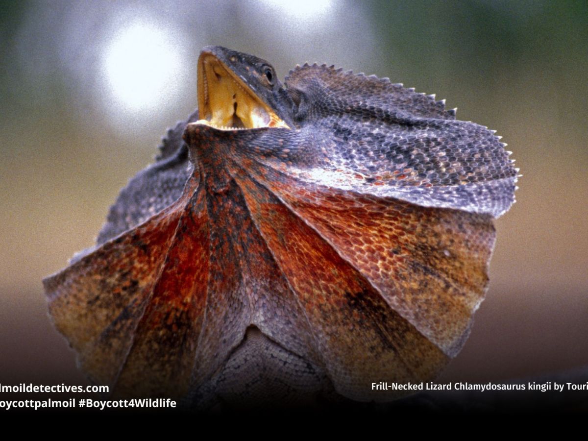 Frill-Necked Lizard Chlamydosaurus kingii