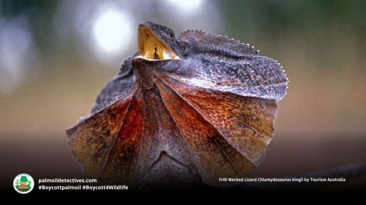 Frill-Necked Lizard Chlamydosaurus kingii