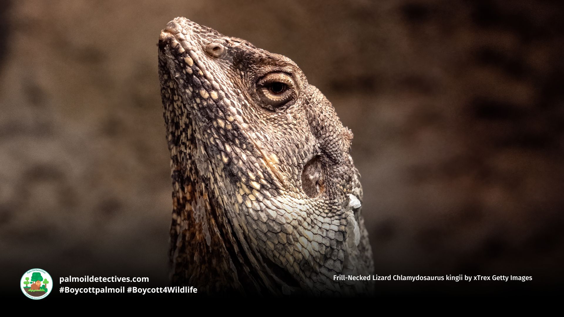 Frill-Necked Lizard Chlamydosaurus kingii by xTrex Getty Images