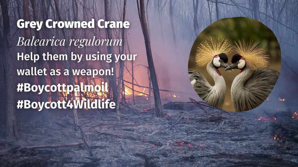 Grey Crowned Crane Balearica regulorum boycott palm oil