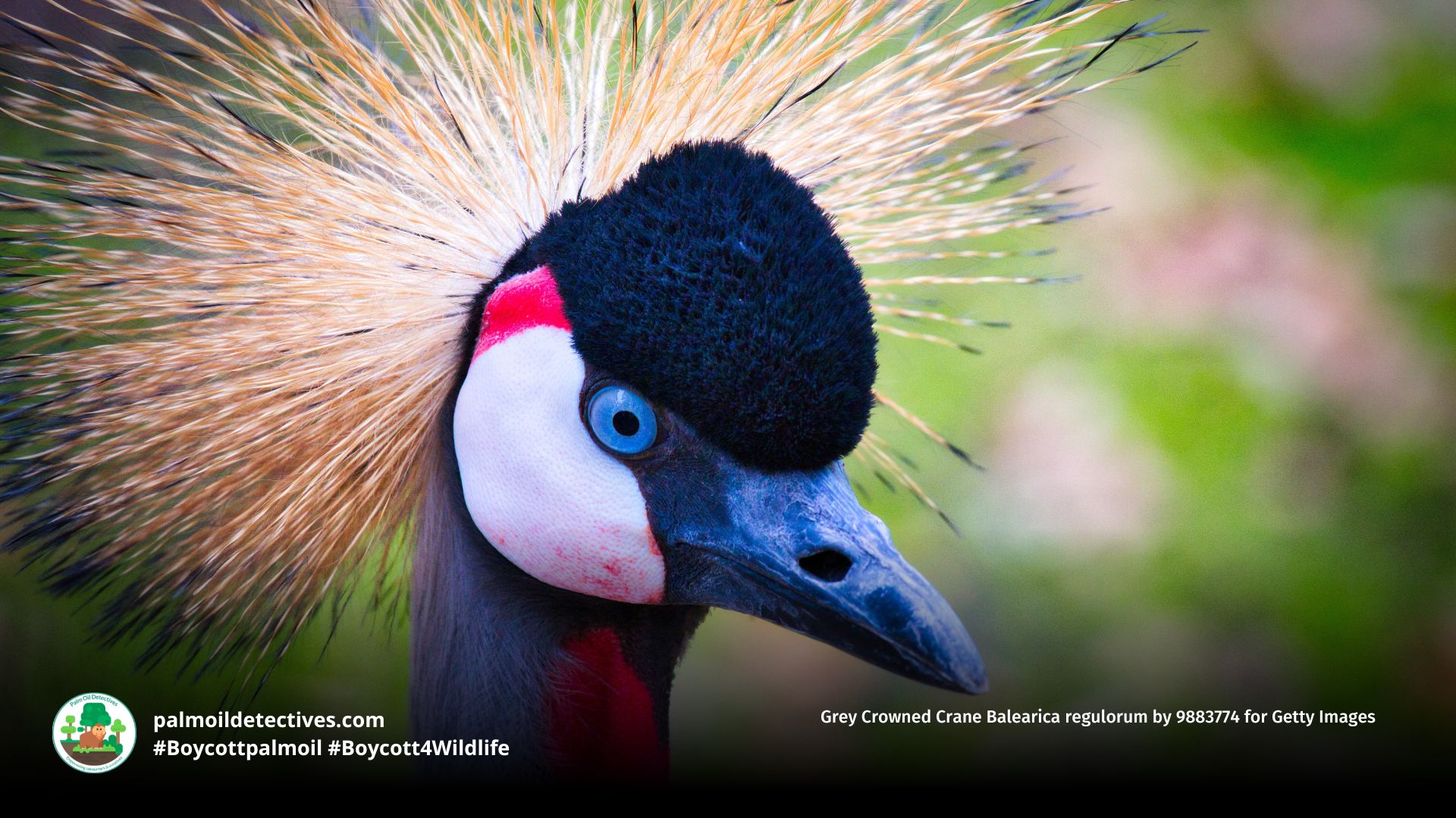 Grey Crowned Crane Balearica regulorum by 9883774 for Getty Images