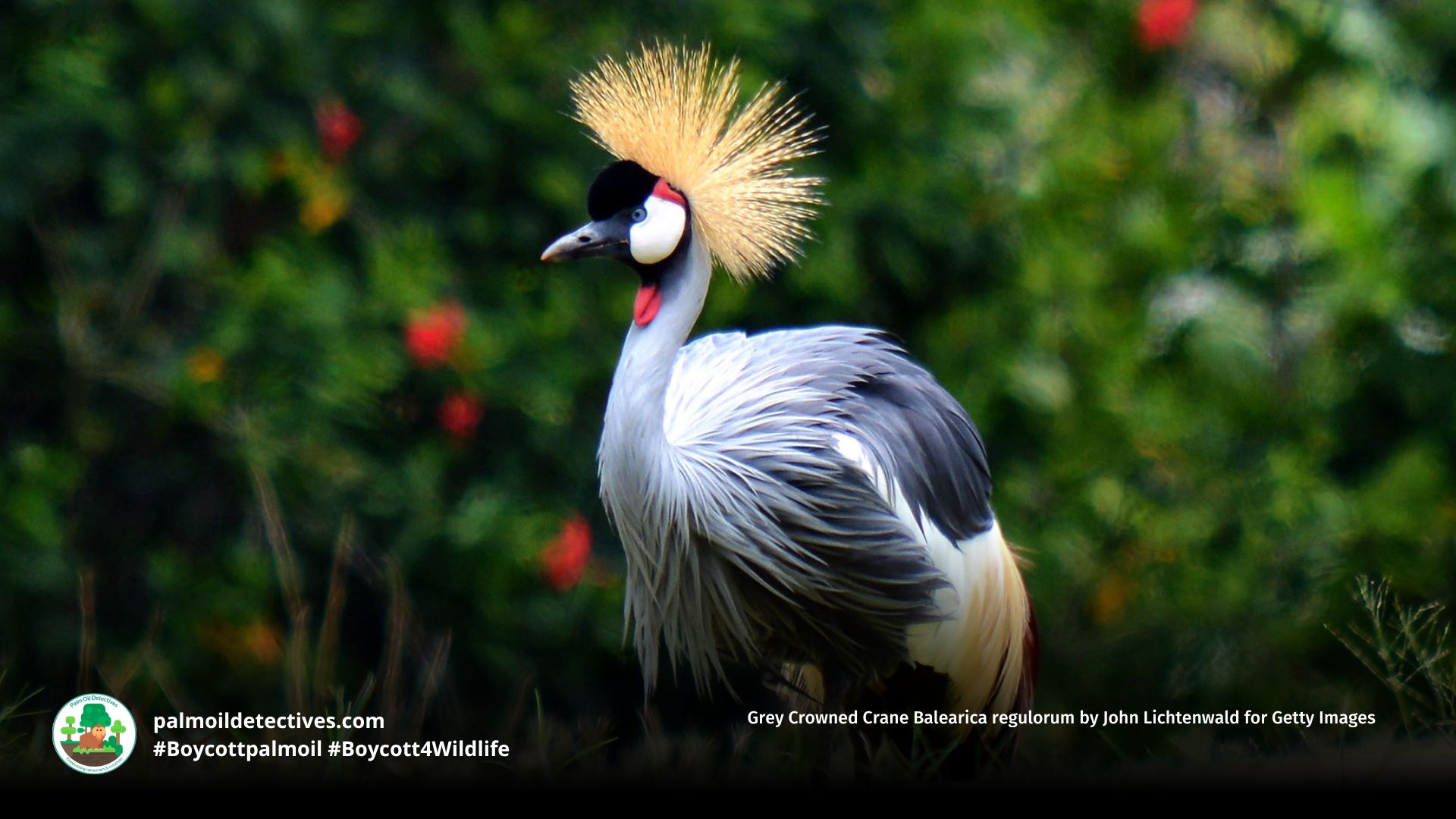 Grey Crowned Crane Balearica regulorum by John Lichtenwald for Getty Images