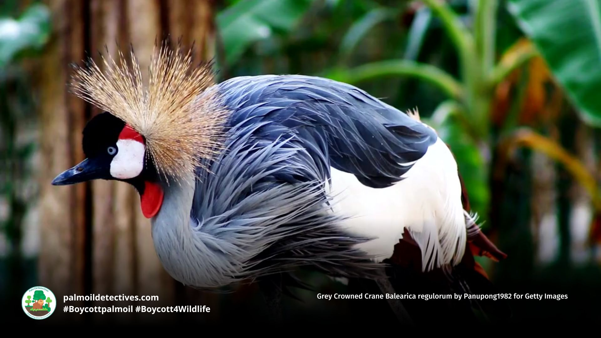 Grey Crowned Crane Balearica regulorum by Panupong1982 for Getty Images