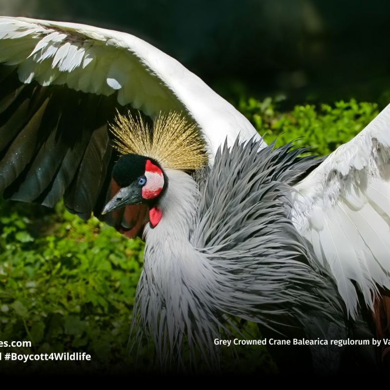 Grey Crowned Crane Balearica&nbsp;regulorum