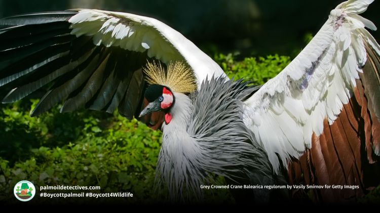 Grey Crowned Crane Balearica&nbsp;regulorum